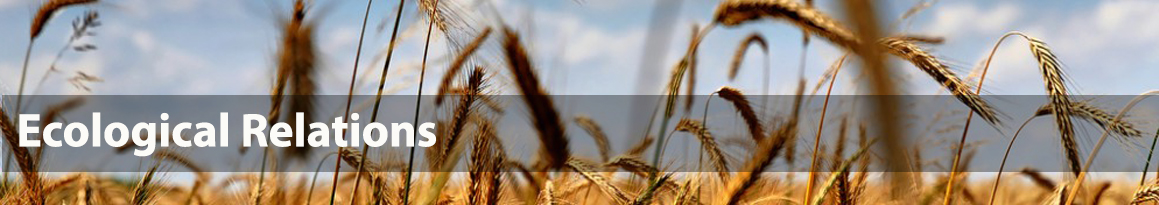 Photo of wheat field with overlaid text 'Ecological Relations'